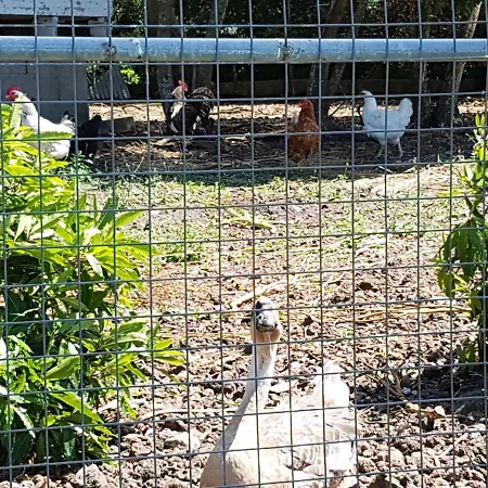 Casa Marques 3* Angra do Heroísmo